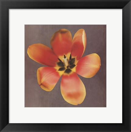 Framed Sunshine Tulip Print