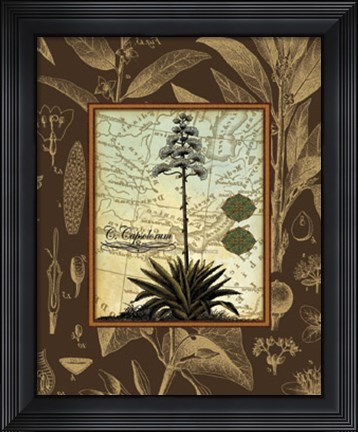 Framed C. Capsolorum Print