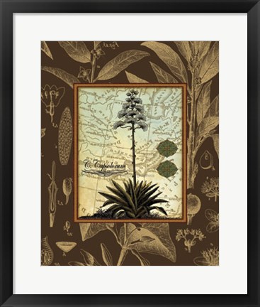 Framed C. Capsolorum Print