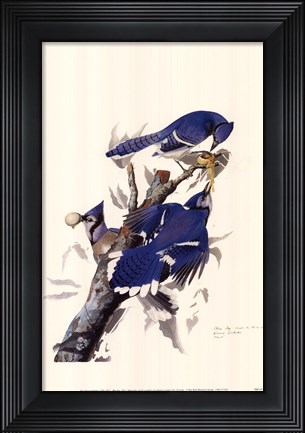 Framed Blue Jay Print