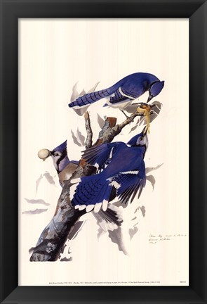 Framed Blue Jay Print