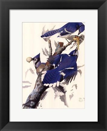 Framed Blue Jay Print