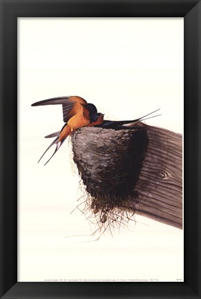 Framed Barn Swallow Print
