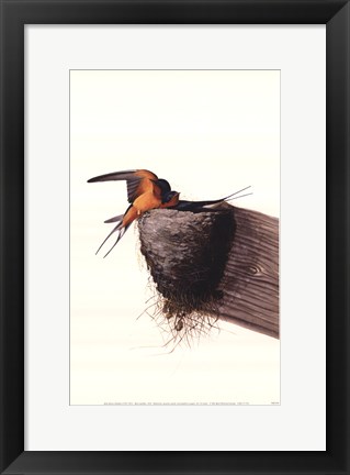Framed Barn Swallow Print