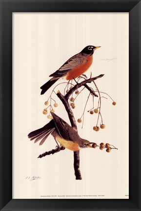 Framed American Robin Print