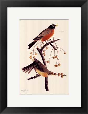 Framed American Robin Print