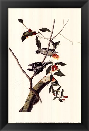 Framed Downy Woodpecker Print