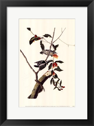 Framed Downy Woodpecker Print