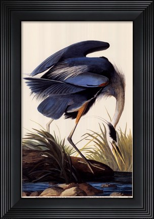 Framed Great Blue Heron Print
