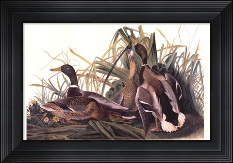 Framed Mallard Duck Print