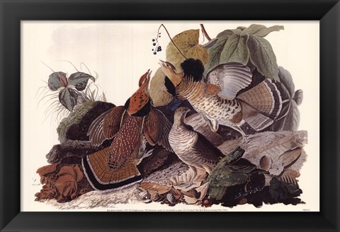 Framed Ruffed Grouse Print