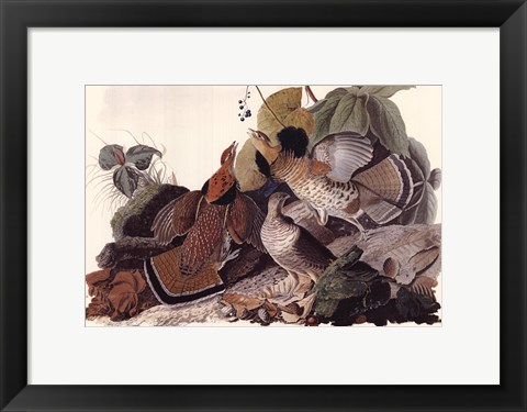 Framed Ruffed Grouse Print
