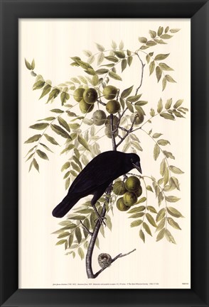 Framed American Crow Print