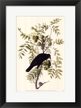 Framed American Crow Print