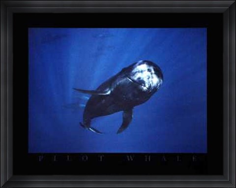 Framed Pilot Whale Print