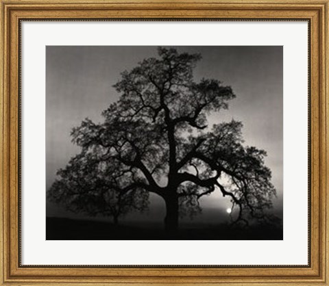 Framed Oak Tree-Sunset City Print
