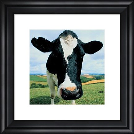 Framed Cow Print