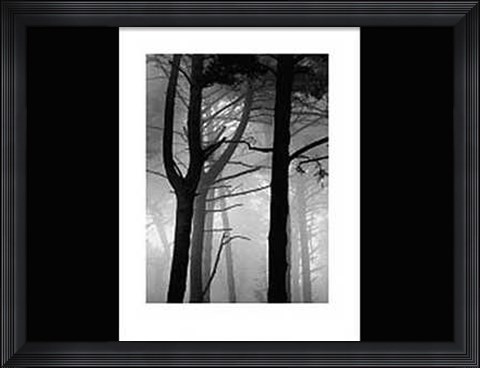 Framed Forest Print