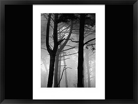 Framed Forest Print