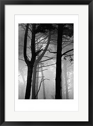 Framed Forest Print