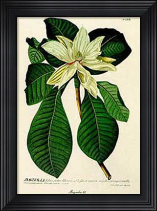 Framed Magnolia No62 Print