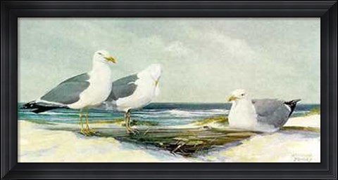 Framed Resting Gulls Print