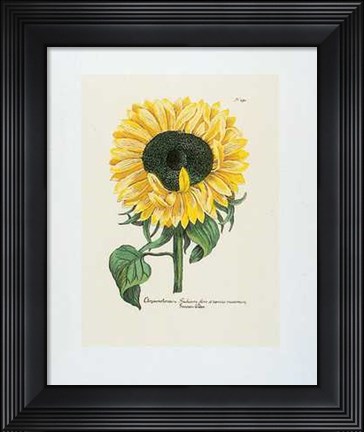 Framed Chrysanthemum Print