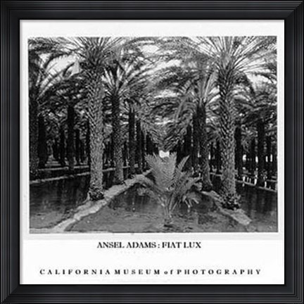Framed Palm Grove Print