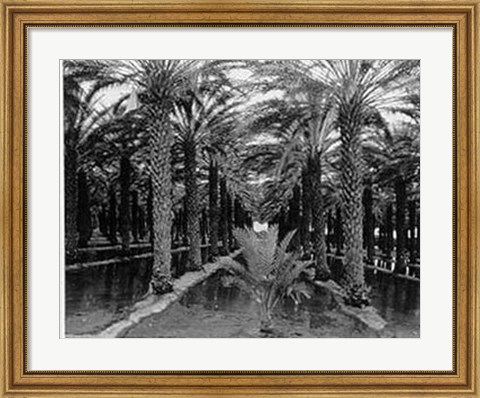 Framed Palm Grove Print