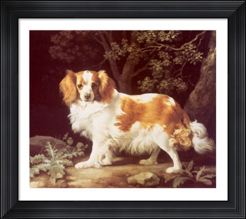 Framed King Charles Spaniel Print