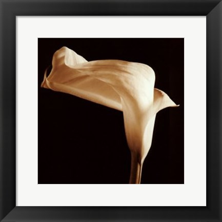 Framed Lily Print