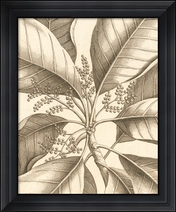 Framed Tropical Connection II Print