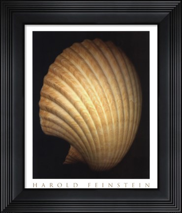 Framed African Fan Scallop Print