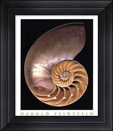 Framed Chambered Nautilus Print