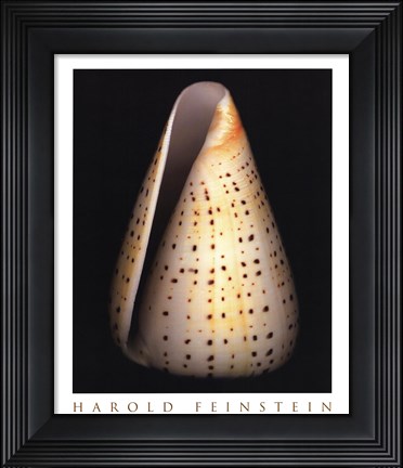 Framed Lesser Butterfly Cone Print