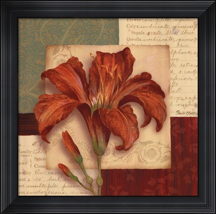 Framed Bella Donna II - Grande Print