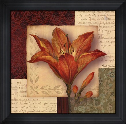 Framed Bella Donna IV - Grande Print