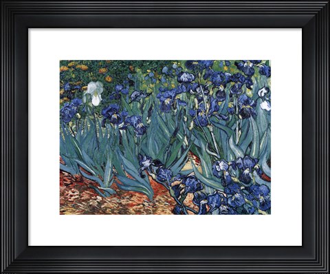 Framed Irises in the Garden, Saint-Remy, c.1889 Print