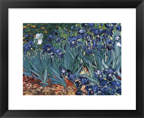 Framed Irises in the Garden, Saint-Remy, c.1889 Print