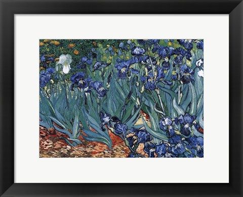 Framed Irises in the Garden, Saint-Remy, c.1889 Print