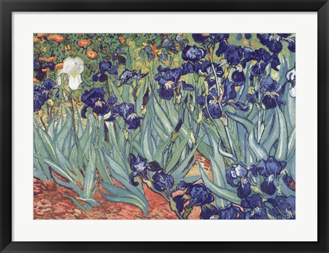 Framed Irises, Saint-Remy, c.1889 Print