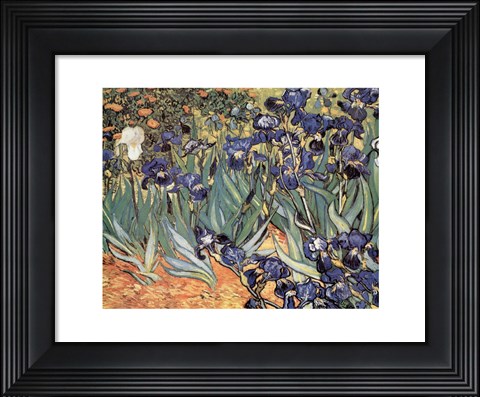 Framed Irises in the Garden, Saint-Remy, c.1889 Print