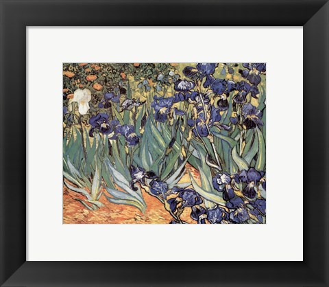 Framed Irises in the Garden, Saint-Remy, c.1889 Print