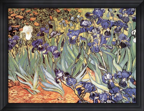 Framed Irises in the Garden, Saint-Remy, c.1889 Print
