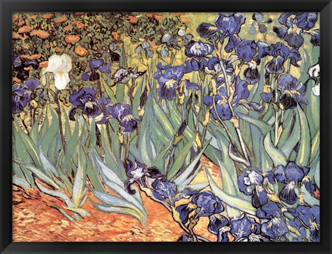 Framed Irises in the Garden, Saint-Remy, c.1889 Print