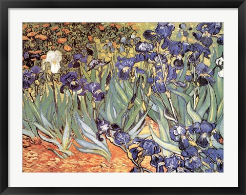 Framed Irises in the Garden, Saint-Remy, c.1889 Print