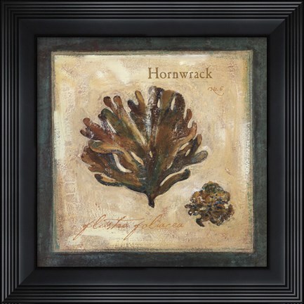 Framed Hornwrack Print