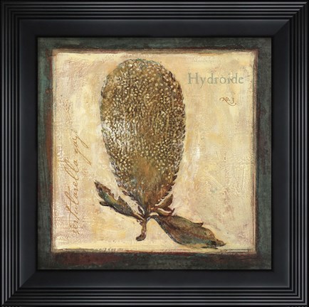 Framed Hydroide Print