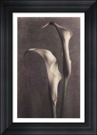 Framed Two Lilies II Print