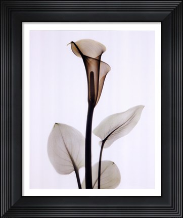Framed Calla One Print